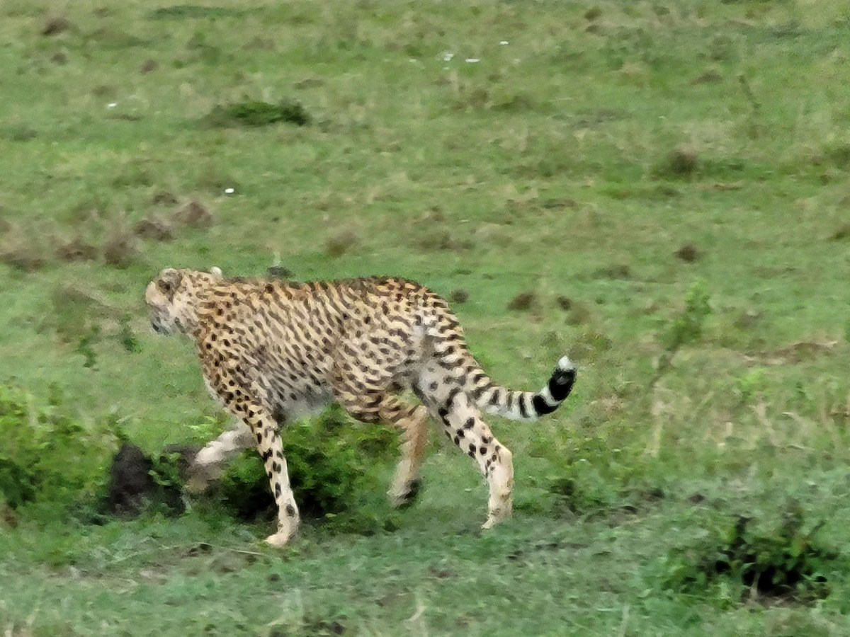 Masai Mara, Kenya; Day&nbsp;1