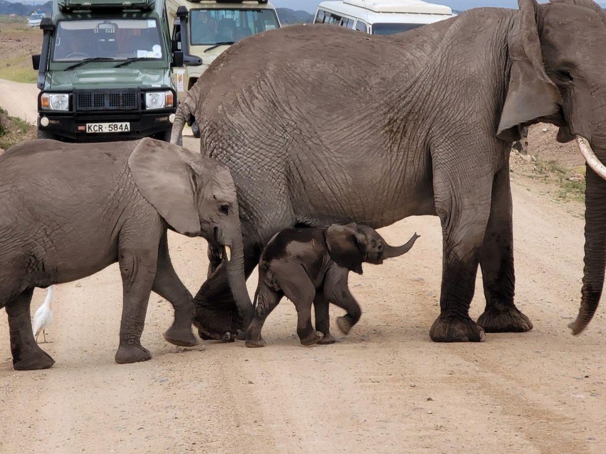 Amboseli, Kenya; Day&nbsp;1