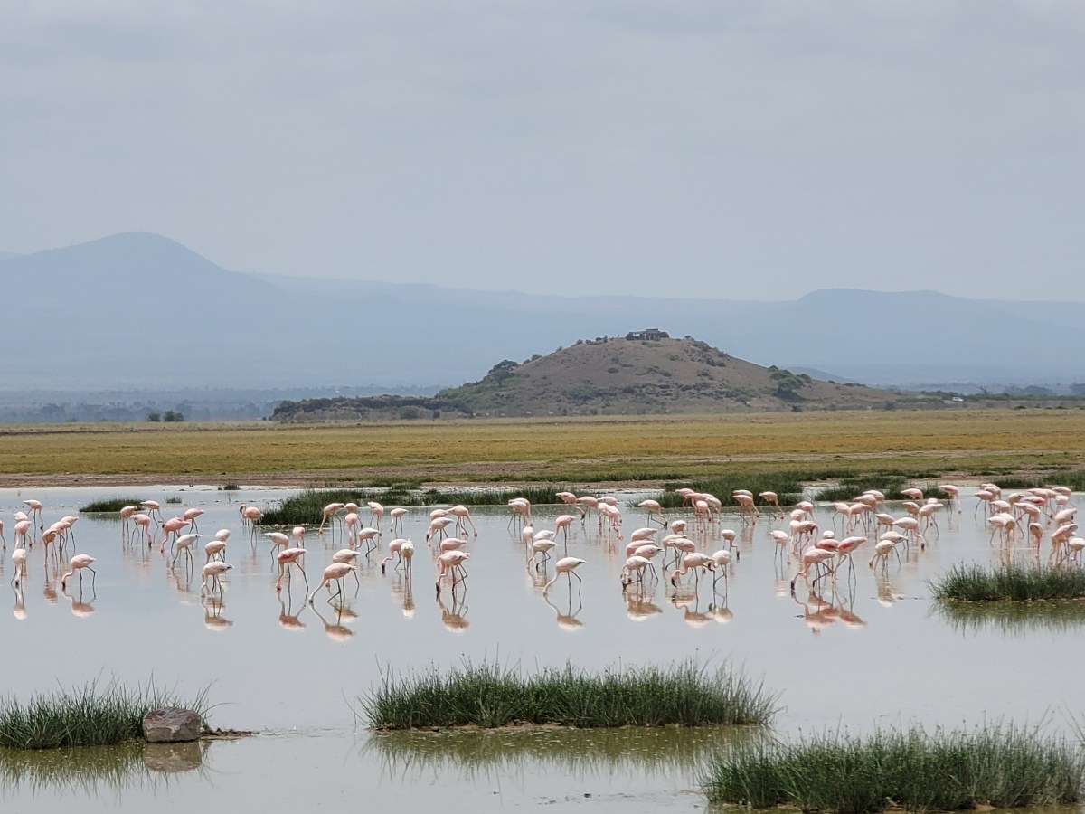 Amboseli, Kenya; Day&nbsp;2